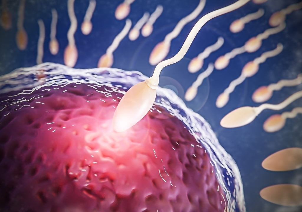 Demystifying Male Fertility: Understanding Semen, Sperm, and Their Impact on Fertility